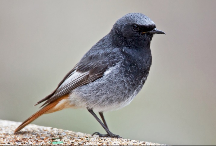 Black Redstart